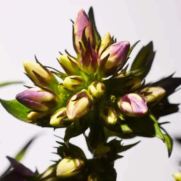 Rituals Savage Garden Scented Candle 36 G - Image 3