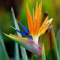 Birds Of Paradise Fragrance Oil