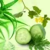 Cucumber Aloe Fragrance Oil