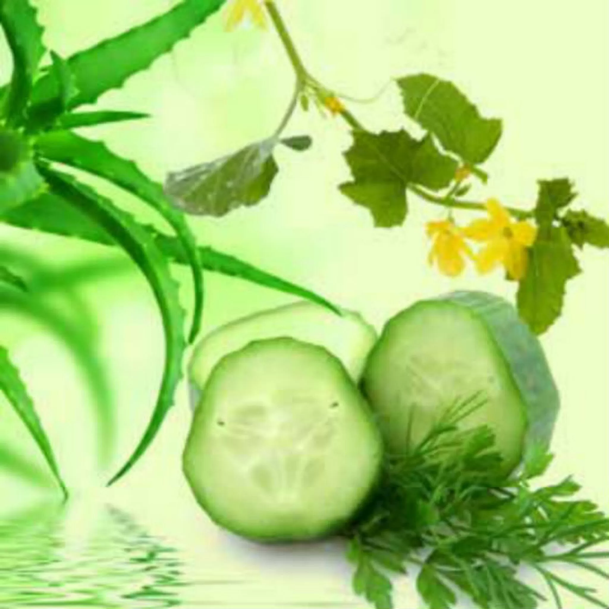 Cucumber Aloe Fragrance Oil