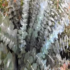 Eucalyptus Fragrance Oil