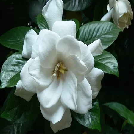 Gardenia Fragrance Oil