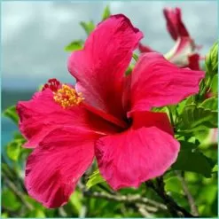 Hawaiian Hibiscus Fragrance Oil