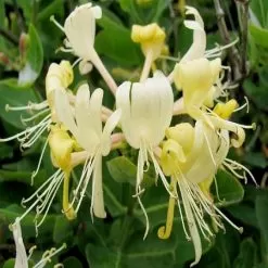 Honeysuckle Fragrance Oil