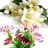 Jasmine Honeysuckle Fragrance Oil