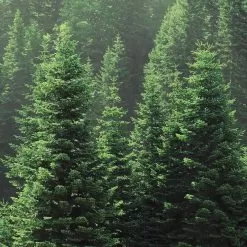 Leather & Balsam Fragrance Oil