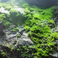 Petrichor Fragrance Oil