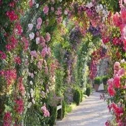 Rose Garden Fragrance Oil