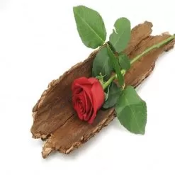 Sandalwood & Rose Fragrance Oil