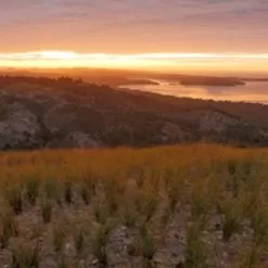 Vetiver & Nutmeg Fragrance Oil