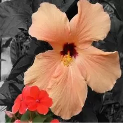 White Peach & Hibiscus Fragrance Oil